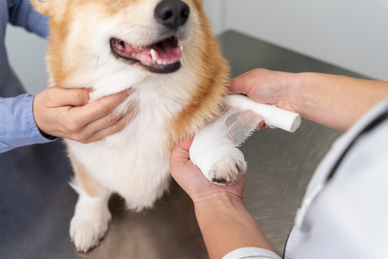 Pet First Aid